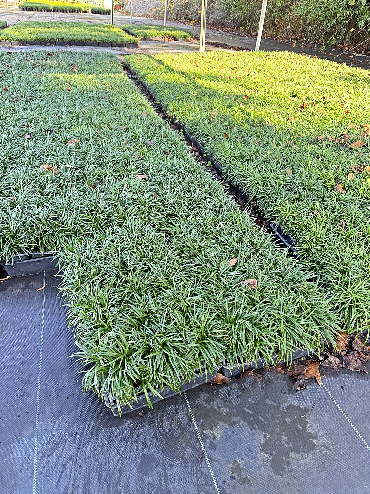 ophiopogon-japonicus-nana-dwarf-mondo-grass