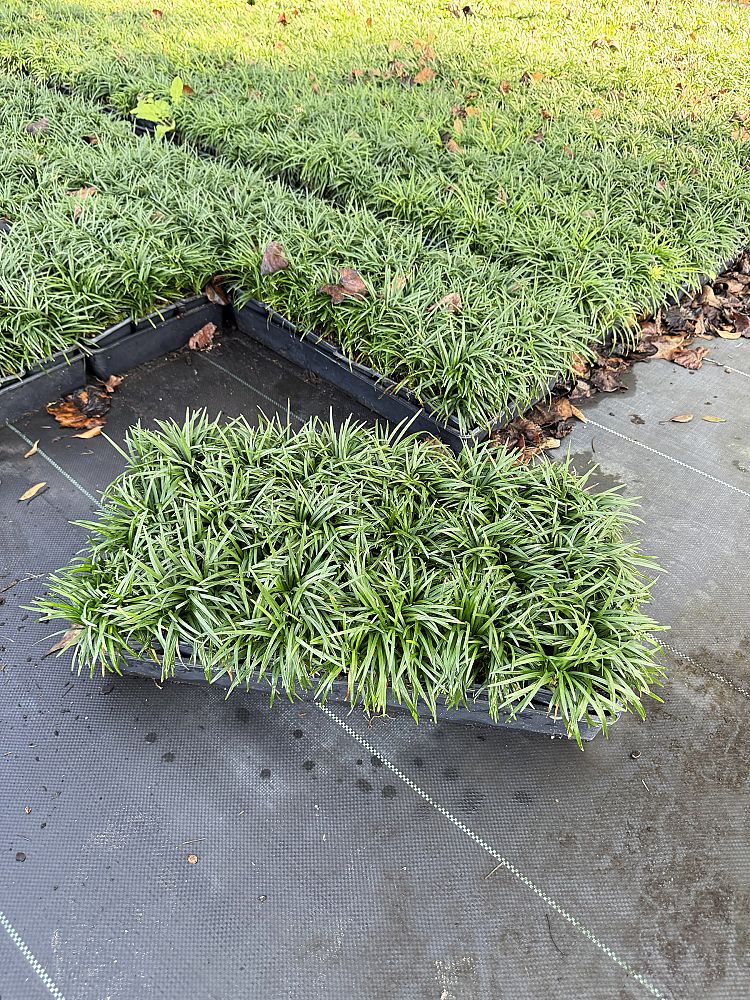 ophiopogon-japonicus-nana-dwarf-mondo-grass