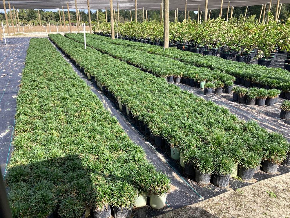 ophiopogon-japonicus-nana-dwarf-mondo-grass