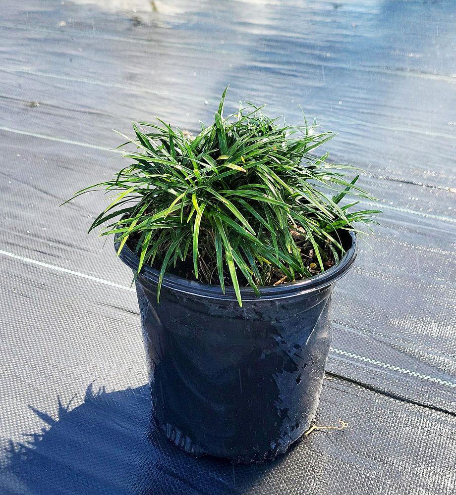 ophiopogon-japonicus-nana-dwarf-mondo-grass