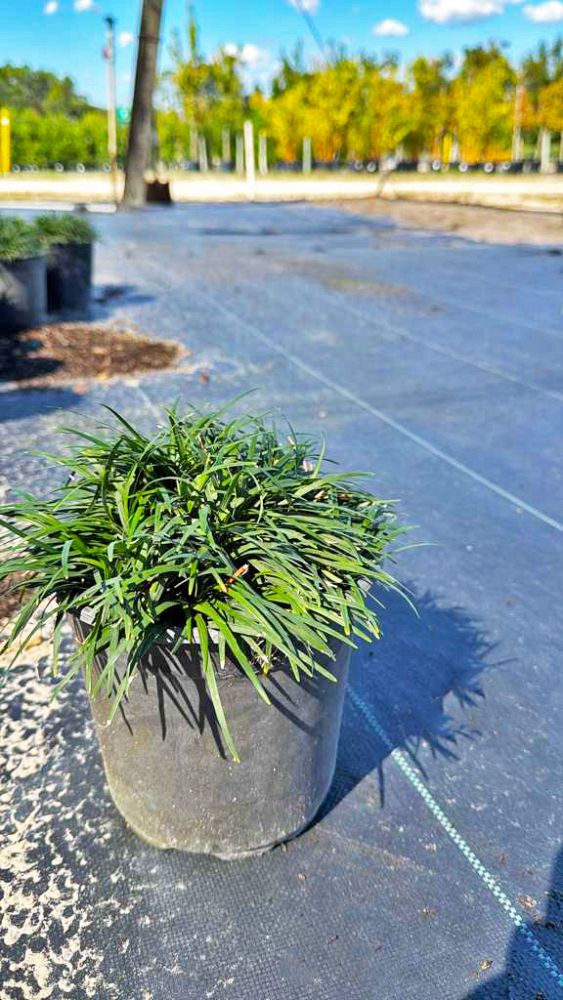 ophiopogon-japonicus-nana-dwarf-mondo-grass