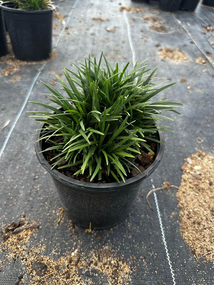 ophiopogon-japonicus-nana-dwarf-mondo-grass