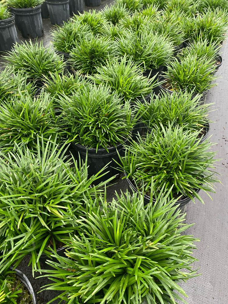 ophiopogon-japonicus-nana-dwarf-mondo-grass