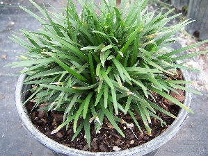 ophiopogon-japonicus-nana-dwarf-mondo-grass