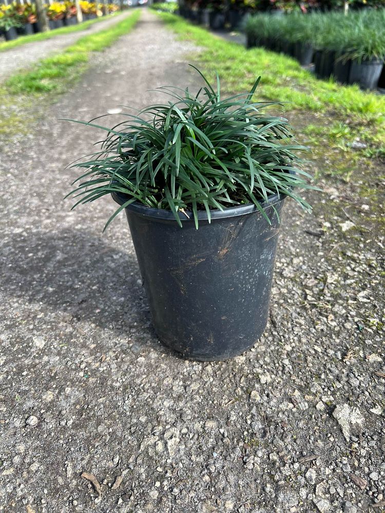 ophiopogon-japonicus-nana-dwarf-mondo-grass