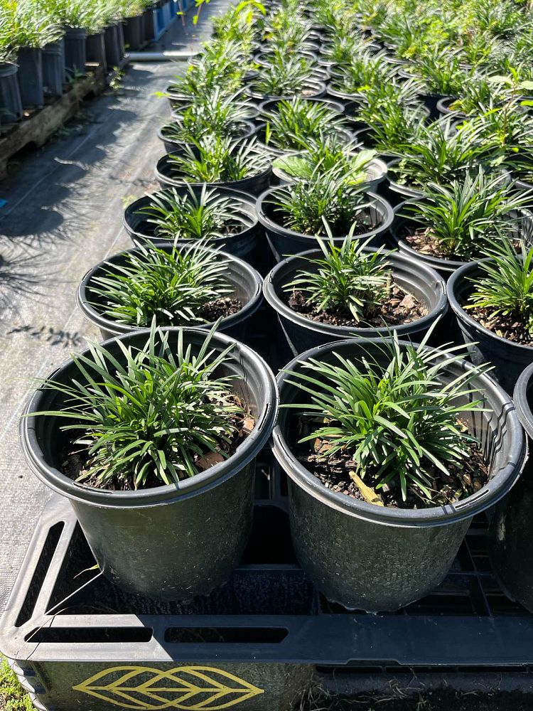 ophiopogon-japonicus-nana-dwarf-mondo-grass