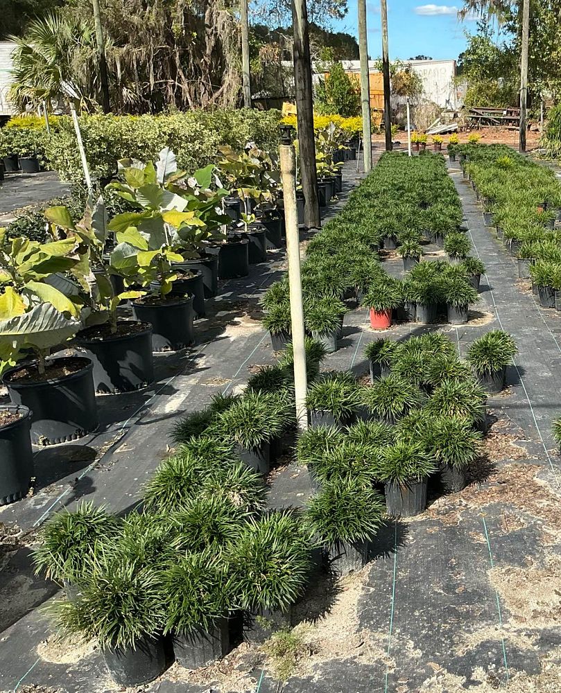 ophiopogon-japonicus-nana-dwarf-mondo-grass