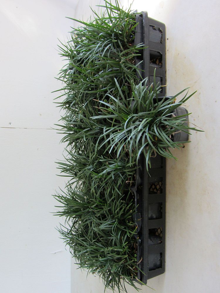 ophiopogon-japonicus-nana-dwarf-mondo-grass