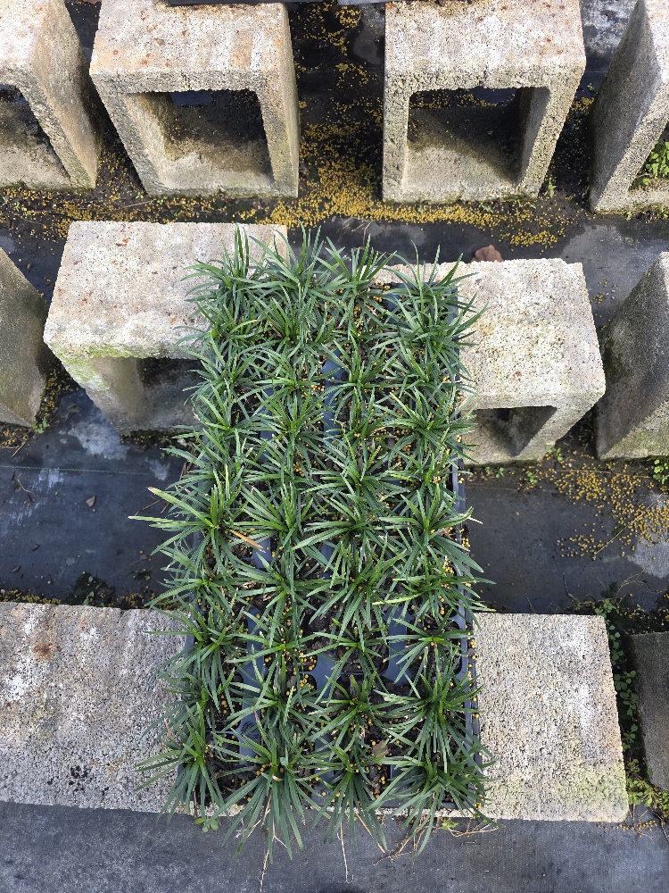 ophiopogon-japonicus-nana-dwarf-mondo-grass