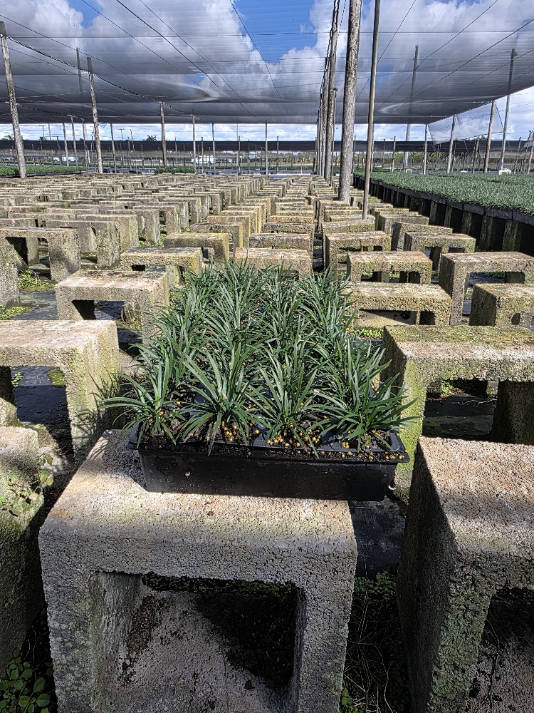 ophiopogon-japonicus-nana-dwarf-mondo-grass
