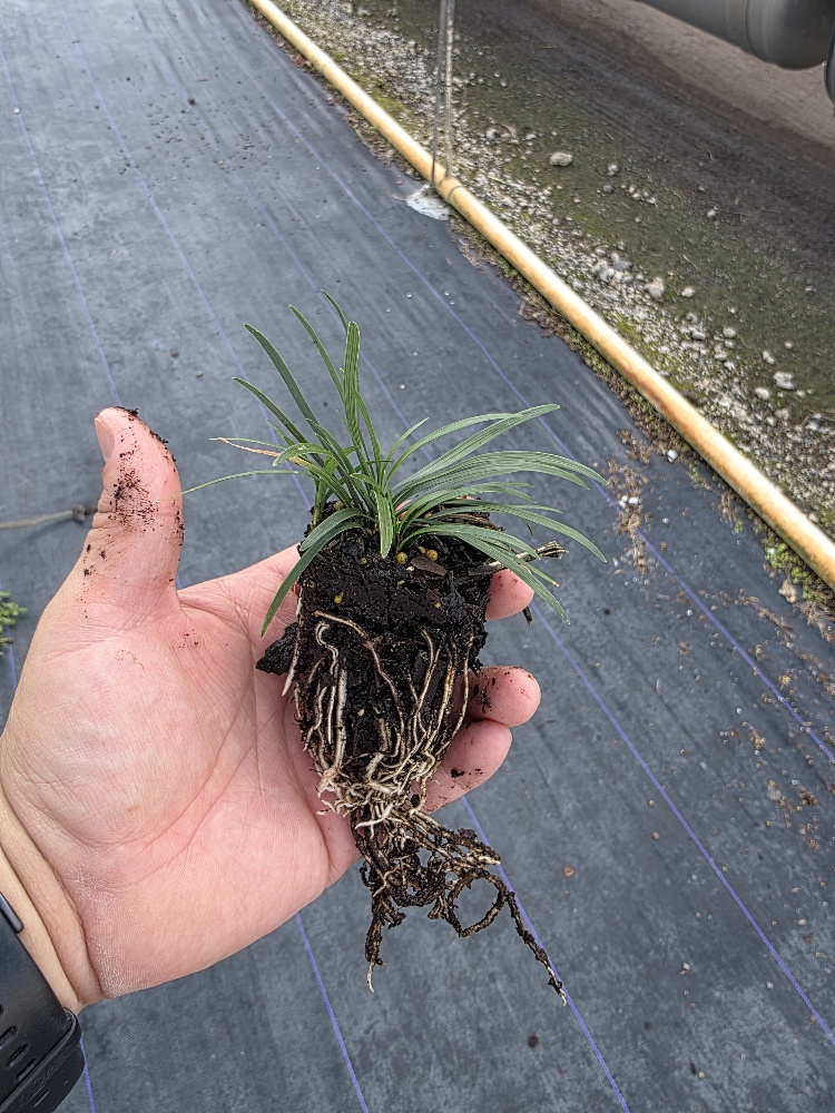 ophiopogon-japonicus-nana-dwarf-mondo-grass