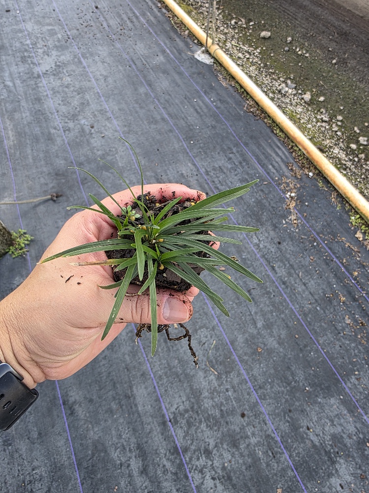 ophiopogon-japonicus-nana-dwarf-mondo-grass