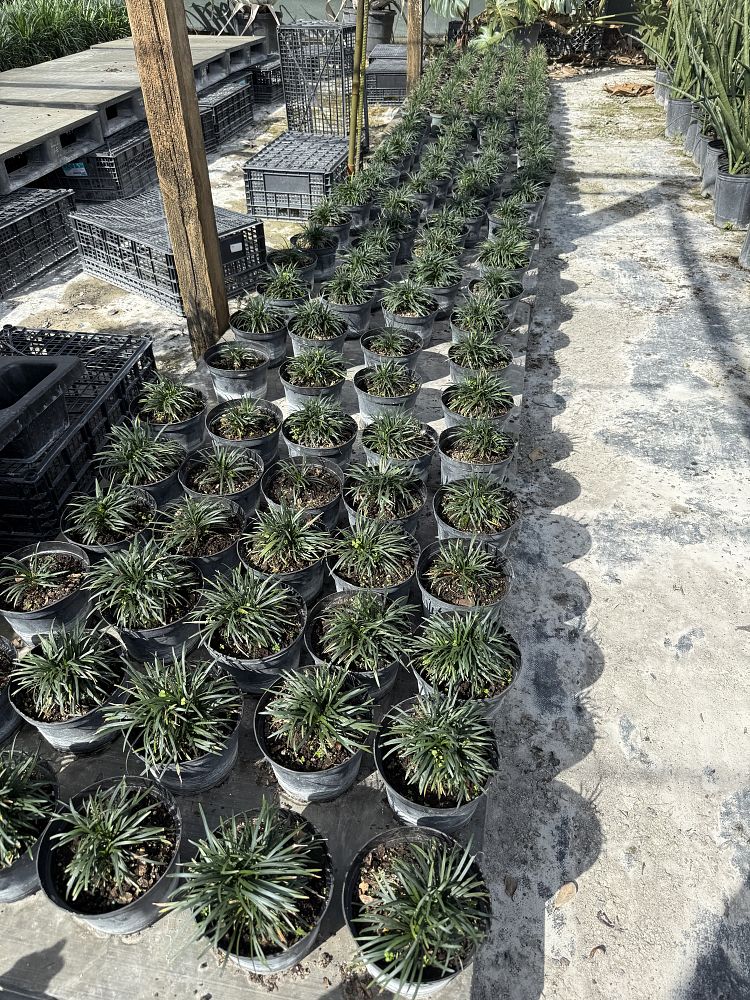 ophiopogon-japonicus-nana-dwarf-mondo-grass