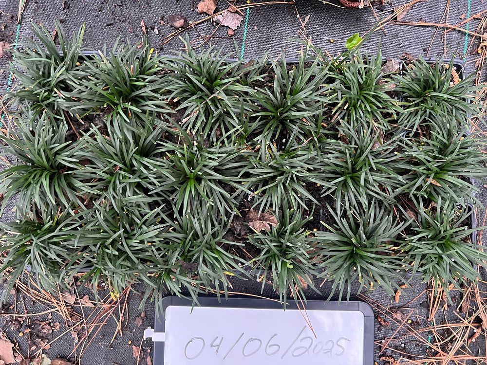 ophiopogon-japonicus-nana-dwarf-mondo-grass