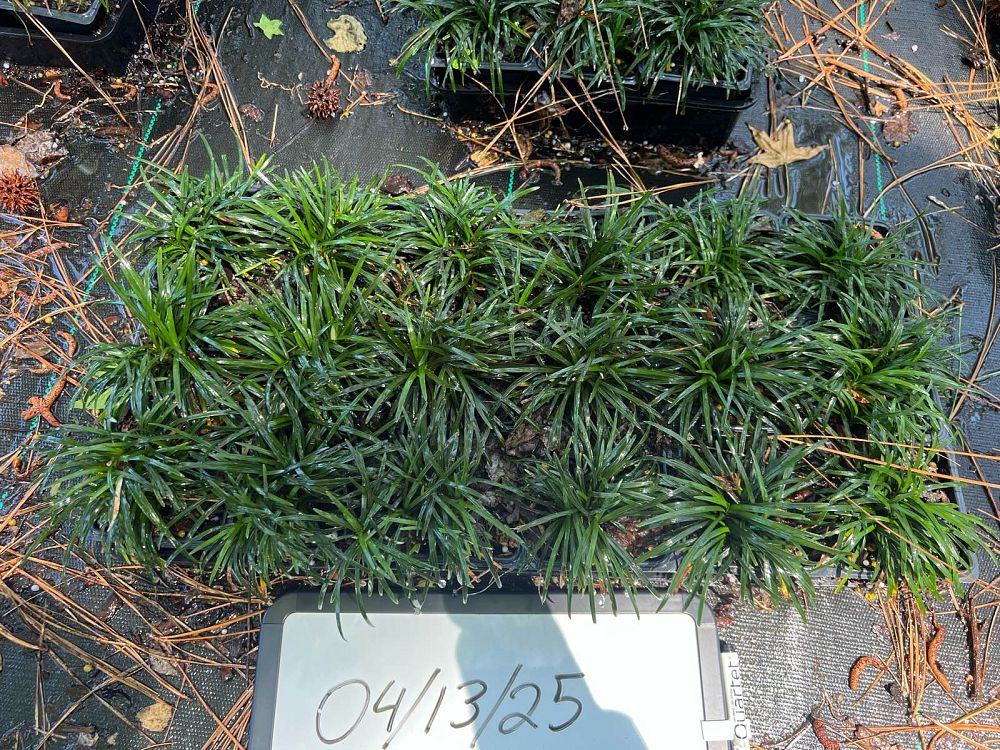 ophiopogon-japonicus-nana-dwarf-mondo-grass