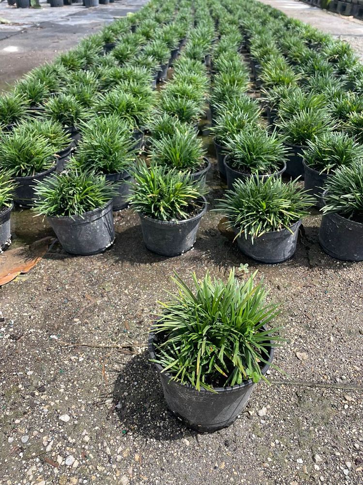 ophiopogon-japonicus-nana-dwarf-mondo-grass