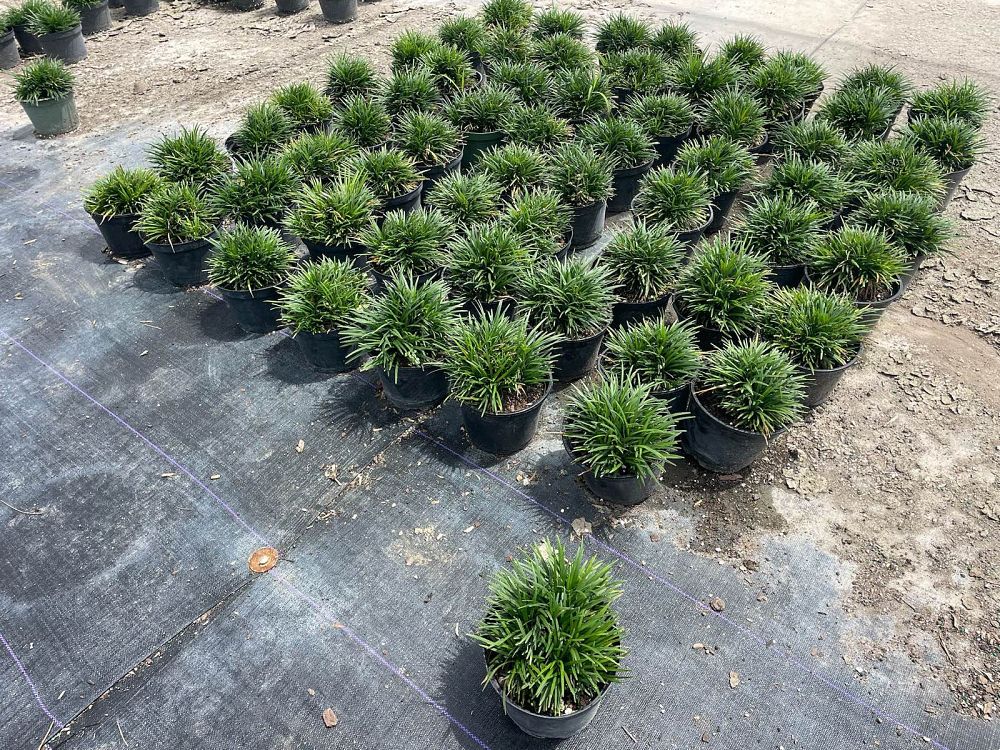 ophiopogon-japonicus-nana-dwarf-mondo-grass