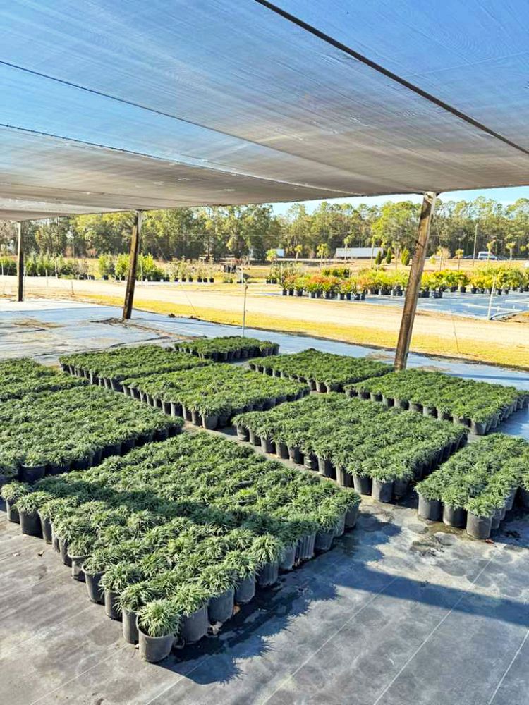 ophiopogon-japonicus-nana-dwarf-mondo-grass