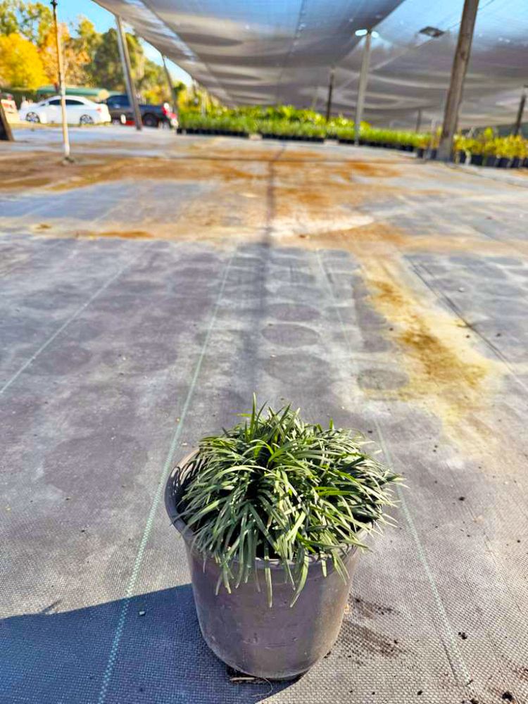 ophiopogon-japonicus-nana-dwarf-mondo-grass