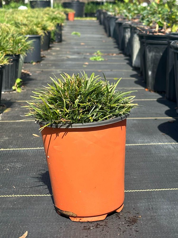 ophiopogon-japonicus-nana-variegata-dwarf-mondo-grass