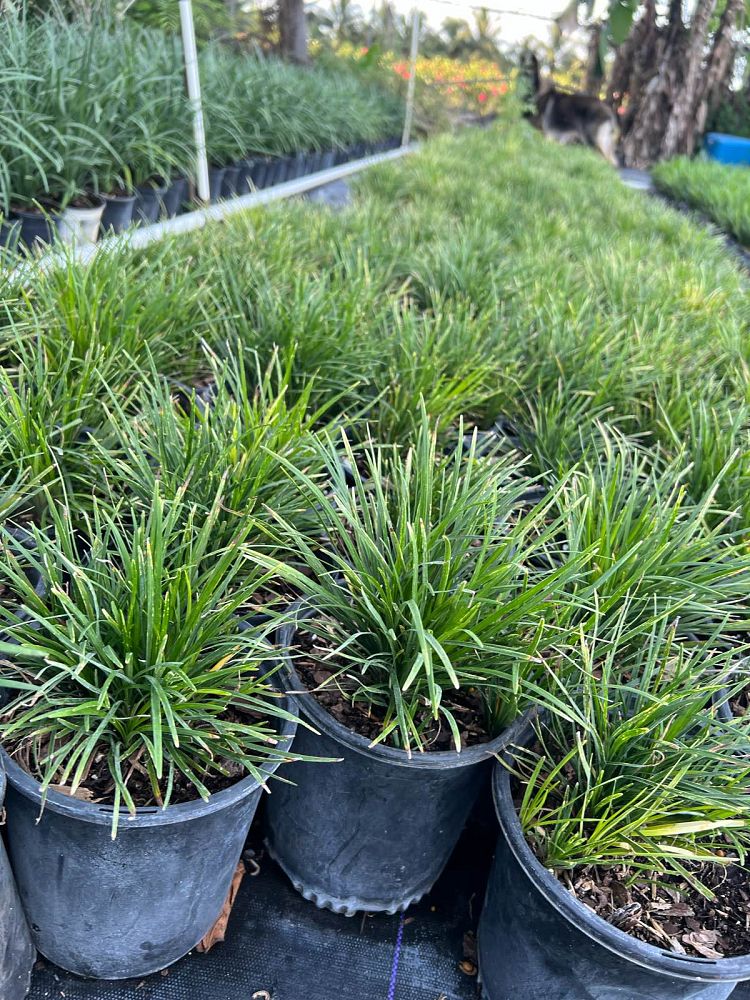 ophiopogon-japonicus-super-dwarf-mondo-grass-dwarf-lilyturf