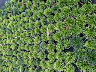 ophiopogon-japonicus-super-dwarf-mondo-grass-dwarf-lilyturf