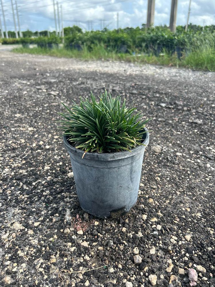 ophiopogon-japonicus-super-dwarf-mondo-grass-dwarf-lilyturf