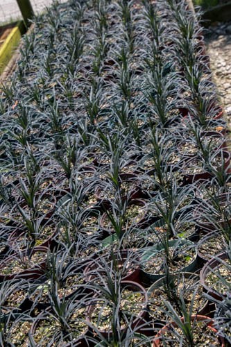 ophiopogon-planiscapus-black-mondo-grass