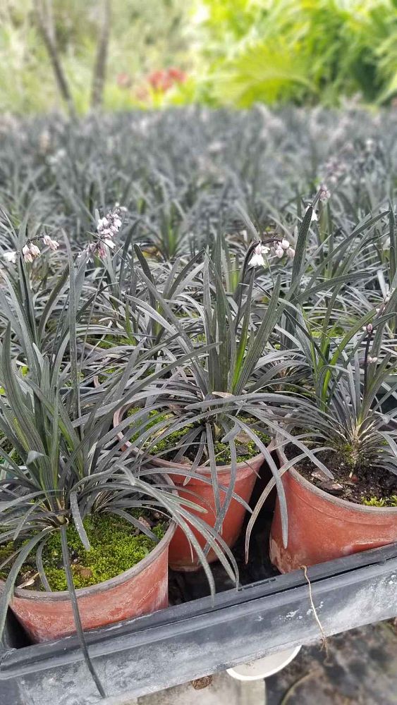 ophiopogon-planiscapus-black-mondo-grass