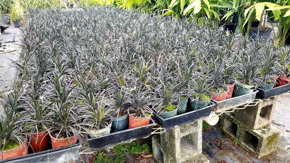 ophiopogon-planiscapus-black-mondo-grass
