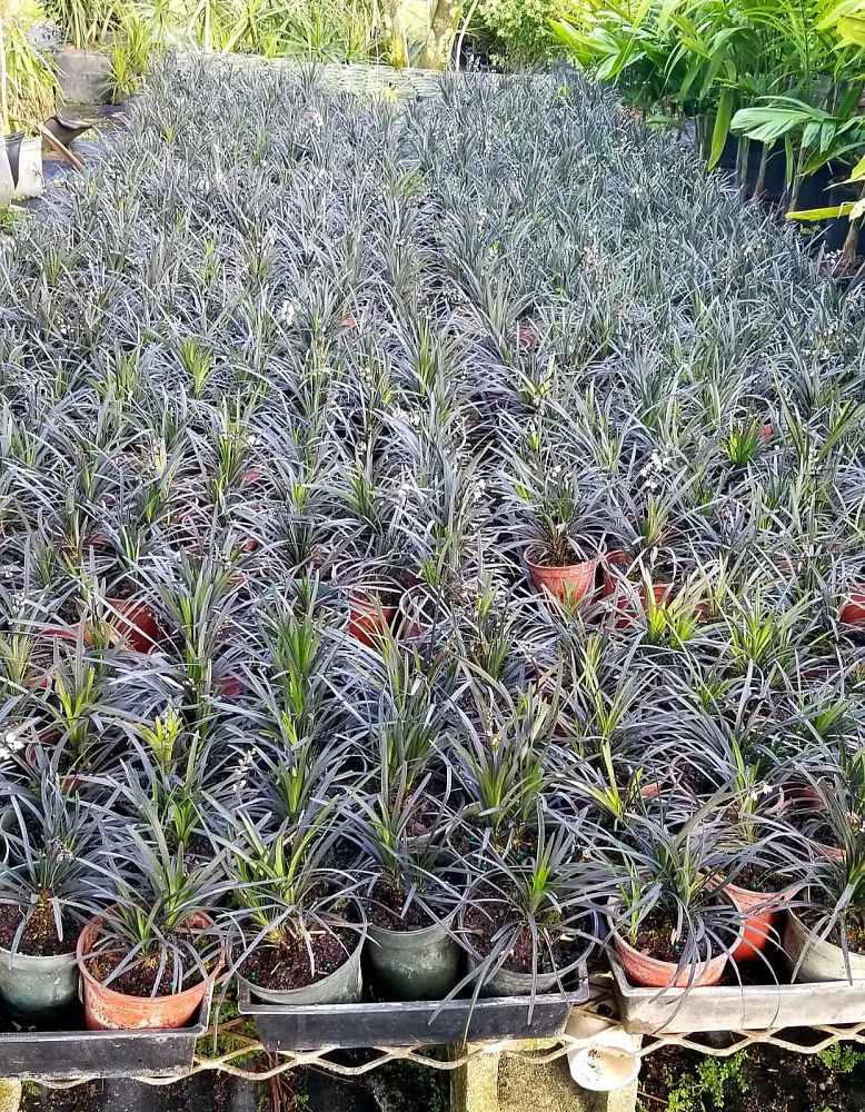 ophiopogon-planiscapus-black-mondo-grass