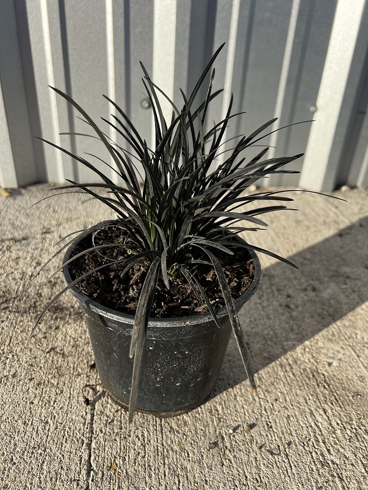 ophiopogon-planiscapus-black-mondo-grass