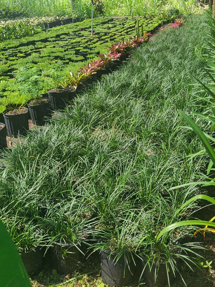 ophiopogon-planiscapus-black-mondo-grass