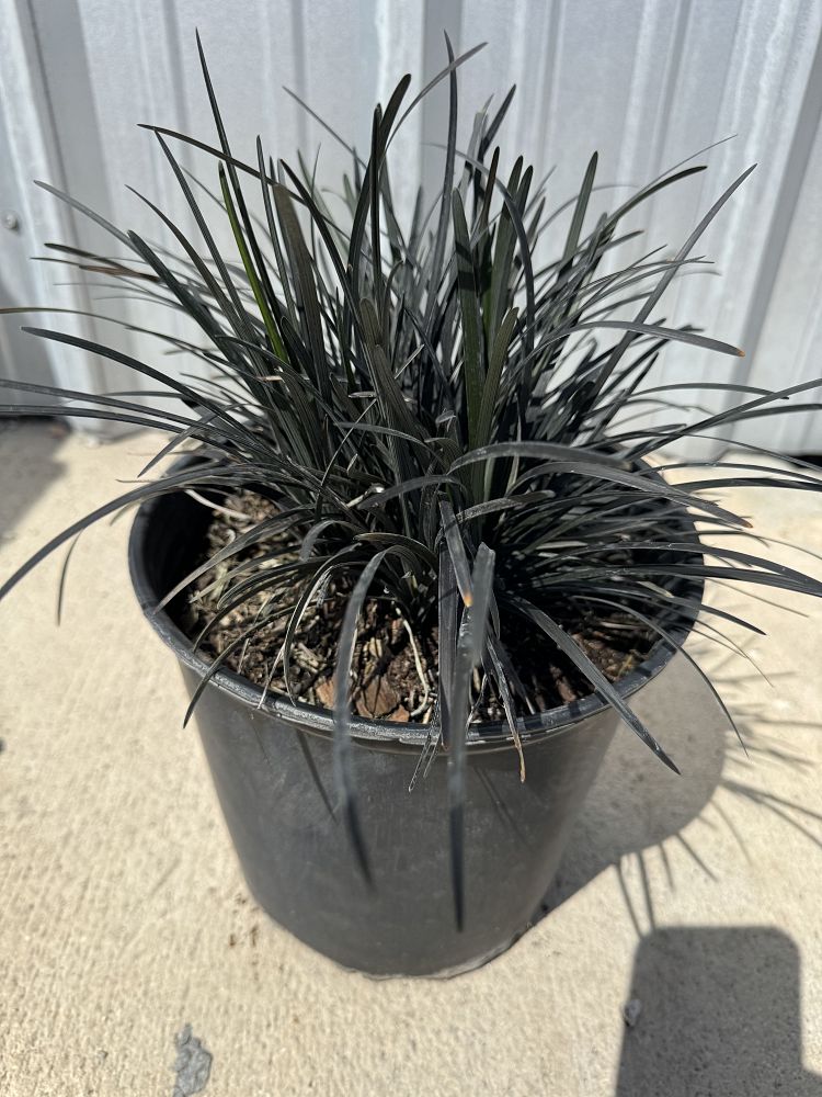 ophiopogon-planiscapus-black-mondo-grass