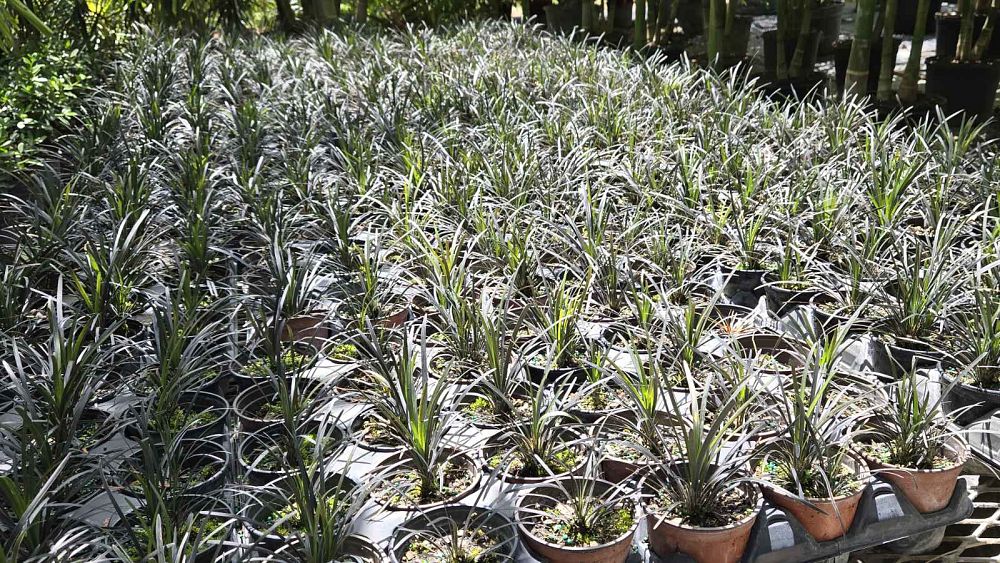 ophiopogon-planiscapus-black-mondo-grass