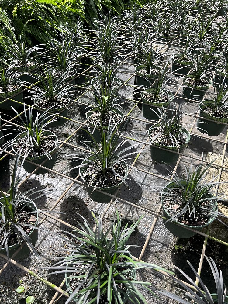 ophiopogon-planiscapus-black-mondo-grass