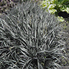 ophiopogon-planiscapus-nigrescens-black-mondo-grass-black-dragon
