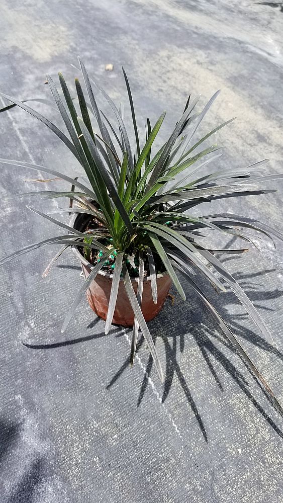 ophiopogon-planiscapus-nigrescens-black-mondo-grass-black-dragon