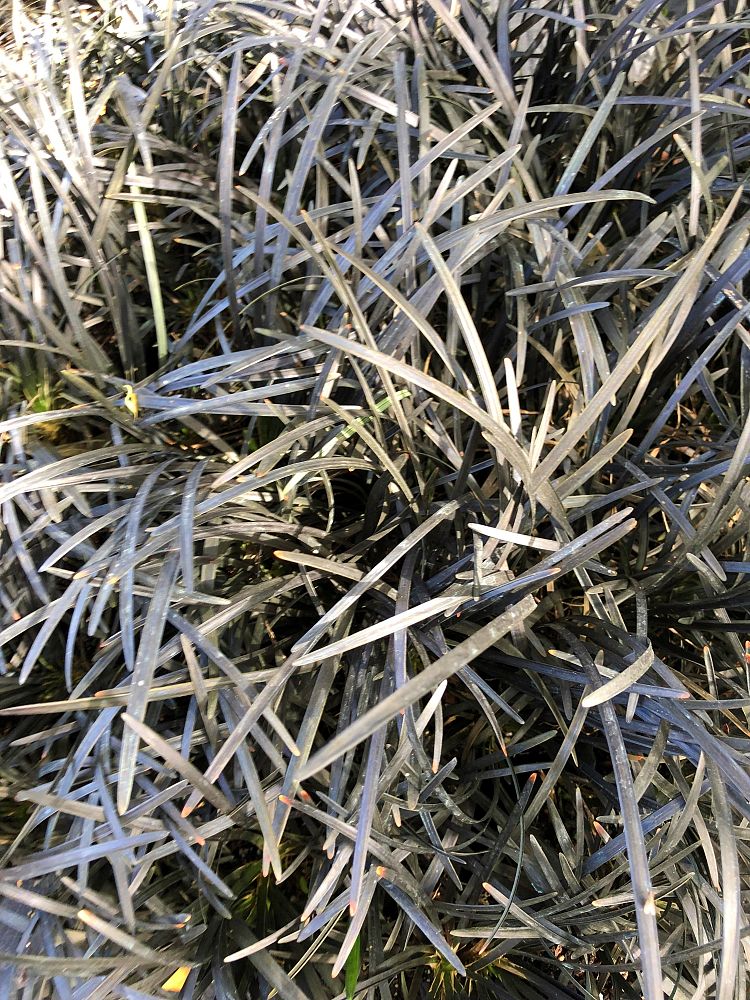 ophiopogon-planiscapus-nigrescens-black-mondo-grass-black-dragon