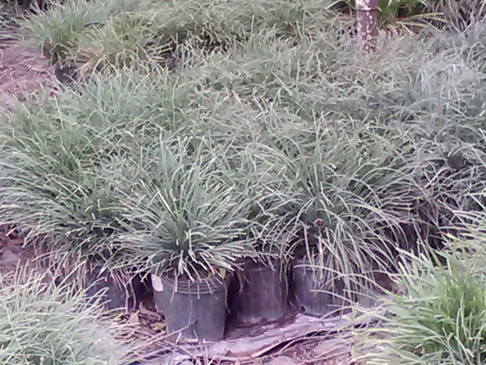 ophiopogon