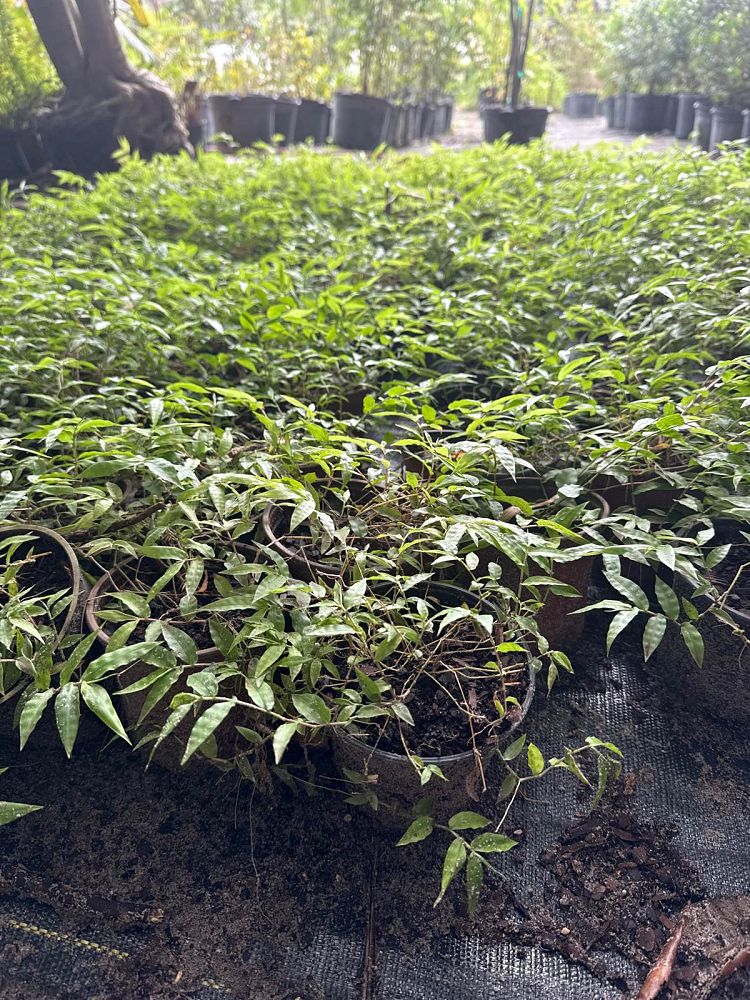 oplismenus-basketgrass