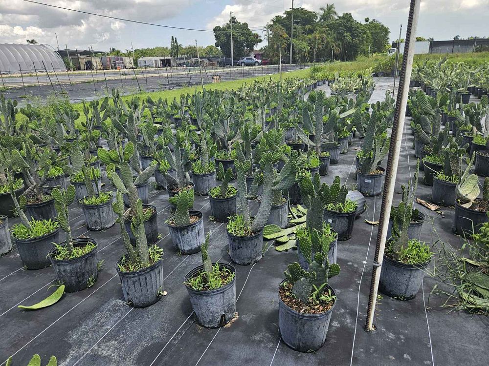opuntia-bullwinkle-prickly-pear-cactus