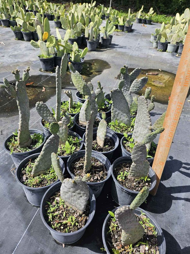 opuntia-bullwinkle-prickly-pear-cactus