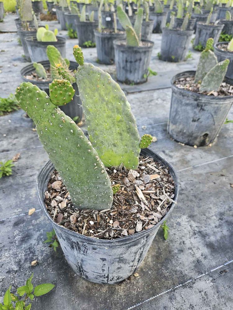 opuntia-bullwinkle-prickly-pear-cactus