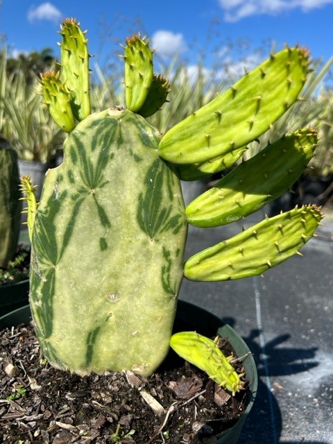 opuntia-cocenillifera-prickly-pear-spineless-nopal