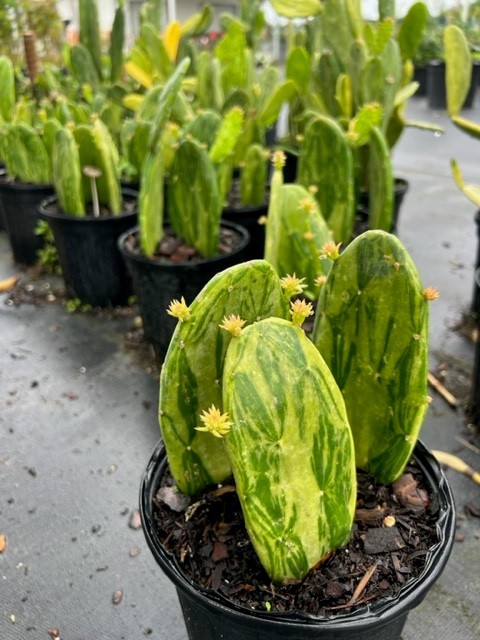 opuntia-cocenillifera-prickly-pear-spineless-nopal