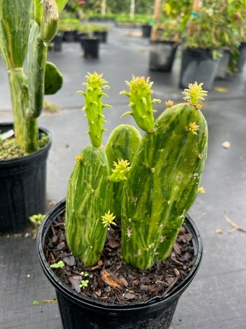 opuntia-cocenillifera-prickly-pear-spineless-nopal