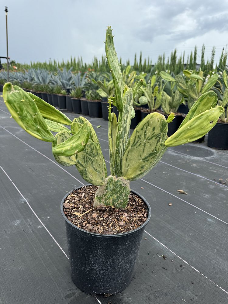 opuntia-cochenillifera-f-variegata