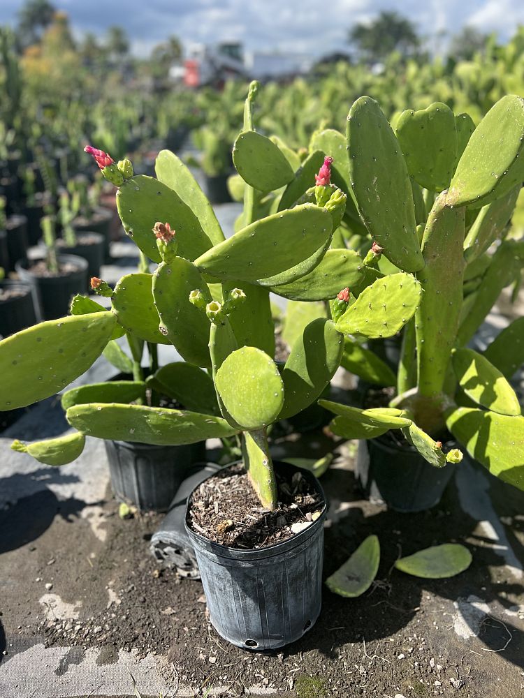 opuntia-compressa-prickly-pear-cactus