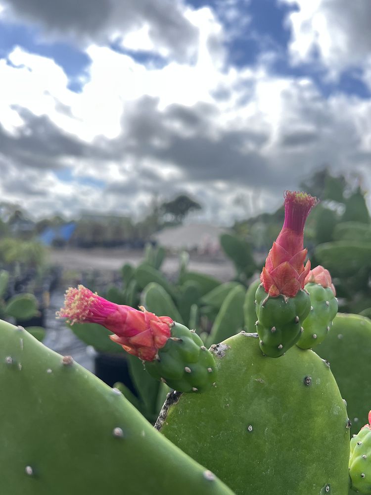 opuntia-compressa-prickly-pear-cactus